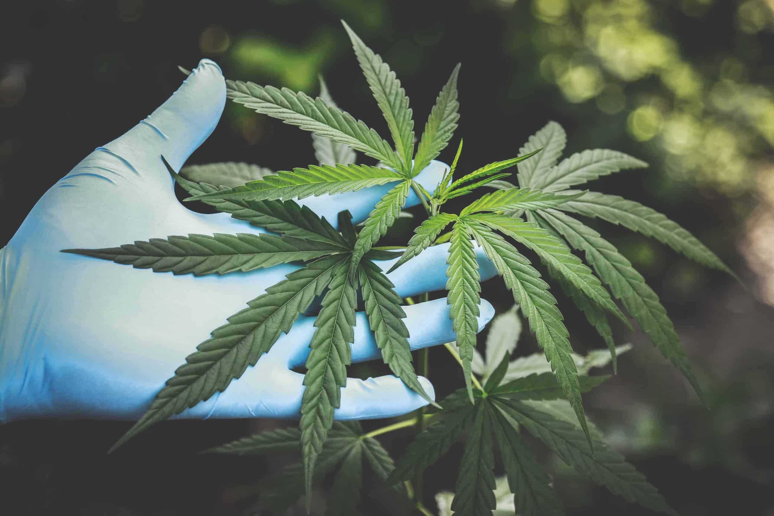 Various ways to take CBD