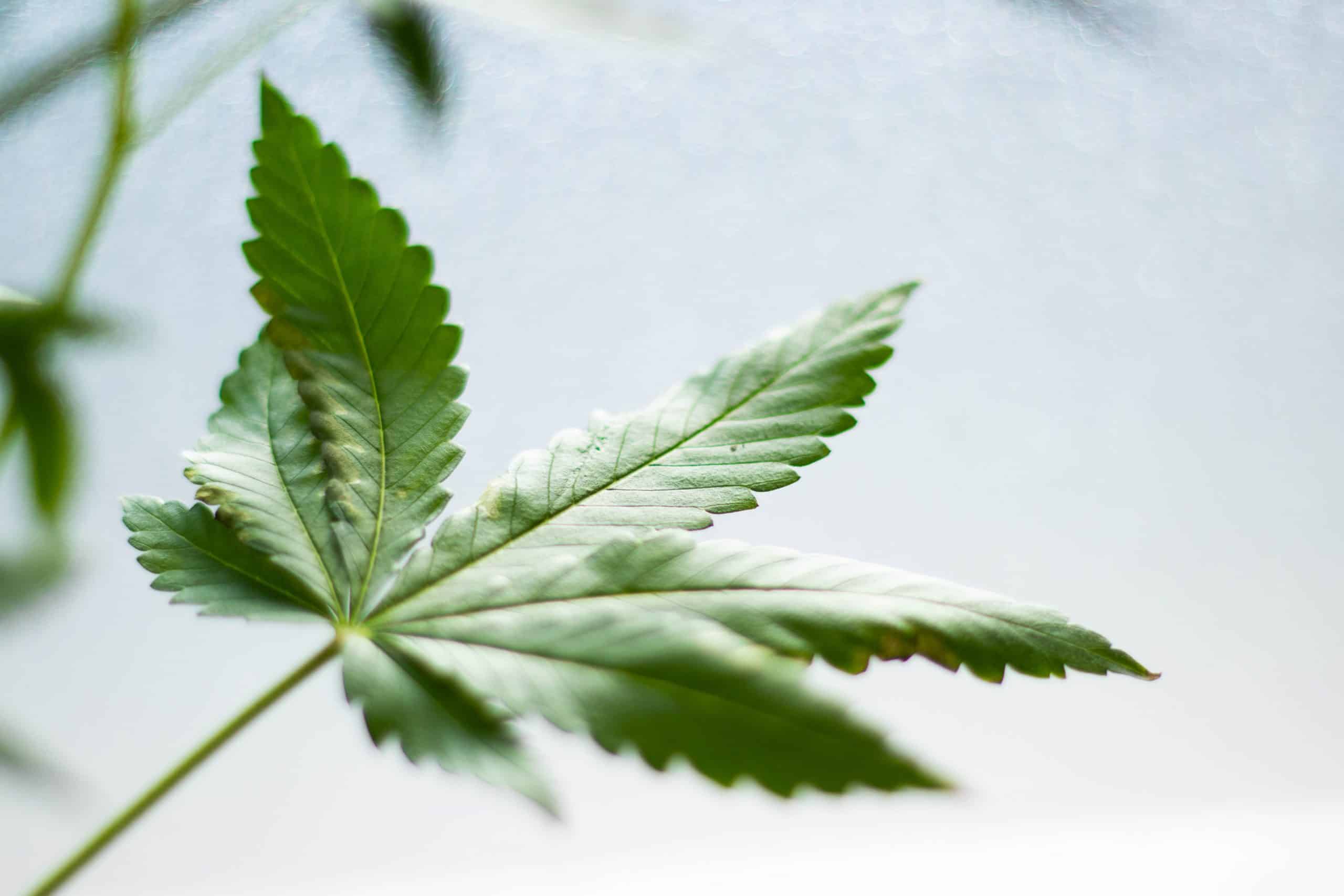 Is CBD safe?
